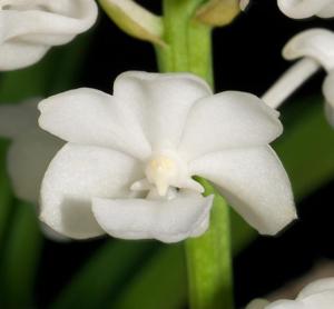 Rhynchostylis coelestis