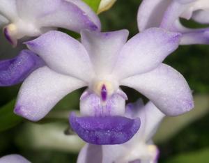 Rhynchostylis coelestis