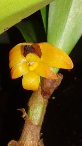 Campanulorchis thao