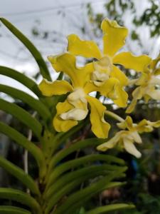 Vanda tessellata