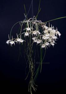 Brassavola tuberculata