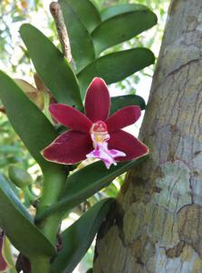 Trichoglottis atropurpurea