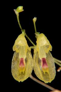 Specklinia colombiana