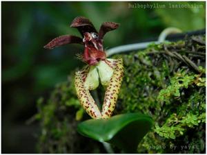 Bulbophyllum lasiochilum