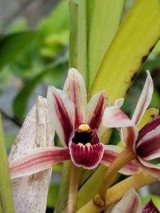 Cymbidium aloifolium