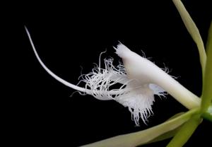 Epidendrum ciliare