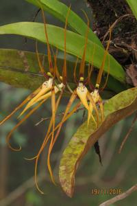 Brassia arcuigera