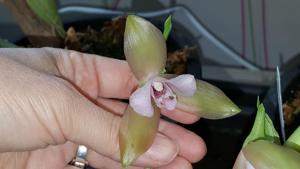 Lycaste tricolor