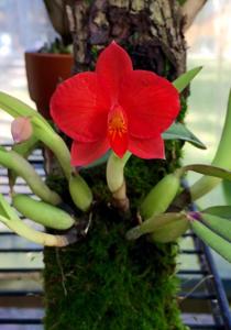 Cattleya coccinea