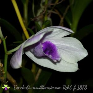 Dendrobium williamsianum