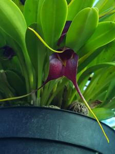 Masdevallia rolfeana