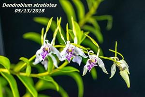 Dendrobium stratiotes