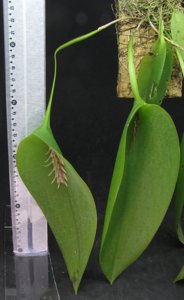 Acianthera pectinata