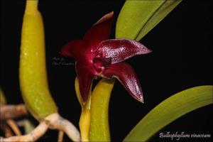 Bulbophyllum elevatopunctatum