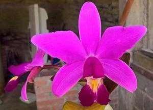 Cattleya violacea