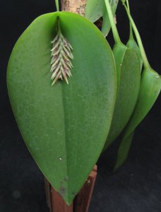 Acianthera pectinata