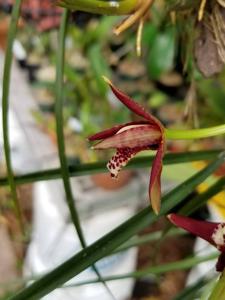 Maxillaria tenuifolia