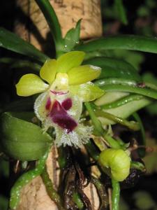 Gastrochilus retrocallus