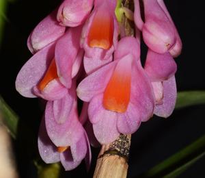 Dendrobium pseudoglomeratum