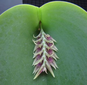 Acianthera pectinata