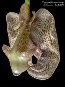 Coryanthes macrocorys