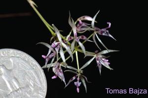 Macroclinium manabinum