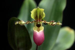 Paphiopedilum victoria-regina