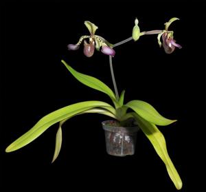 Paphiopedilum lowii