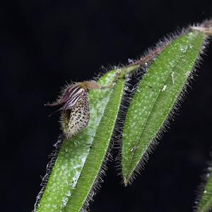 Dresslerella pilosissima