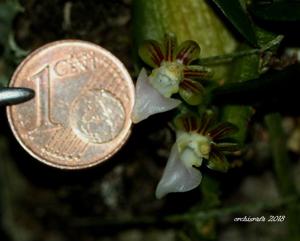 Pelatantheria rivesii
