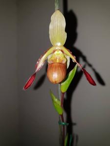 Phragmipedium sargentianum