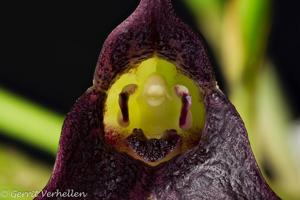 Masdevallia picea