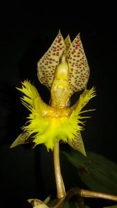 Catasetum fimbriatum