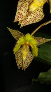 Catasetum fimbriatum