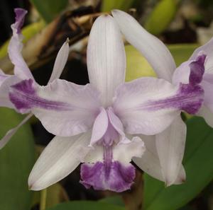 Cattleya intermedia