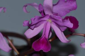 Cattleya lawrenceana