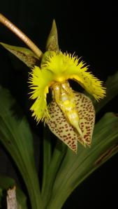 Catasetum fimbriatum