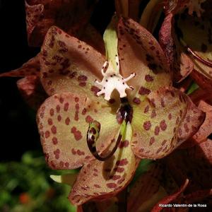 Cycnoches barthiorum