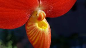 Phragmipedium besseae