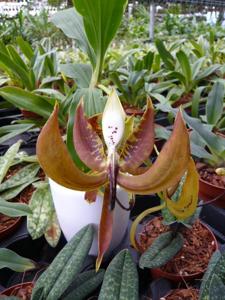 Cycnoches loddigesii