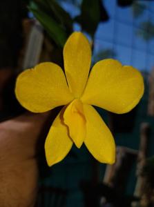 Cattleya coccinea