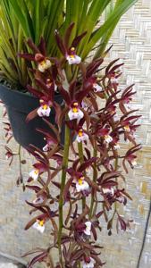 Cymbidium atropurpureum