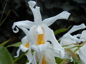 Coelogyne cristata