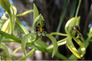 Eulophia falcigera