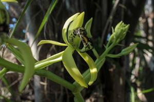 Eulophia falcigera