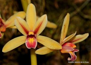 Cymbidium aloifolium