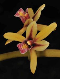 Cymbidium aloifolium