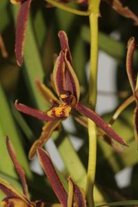 Cymbidium bicolor