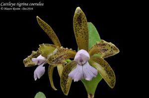 Cattleya tigrina