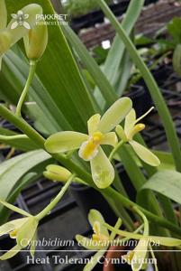 Cymbidium chloranthum